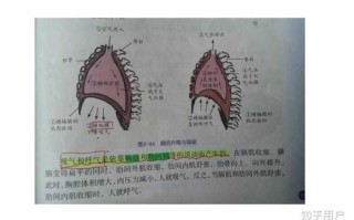 如何用横膈膜控制气息 横隔膜如何控制气息