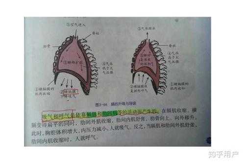 如何用横膈膜控制气息 横隔膜如何控制气息-第1张图片-乐清光明电器科技有限公司